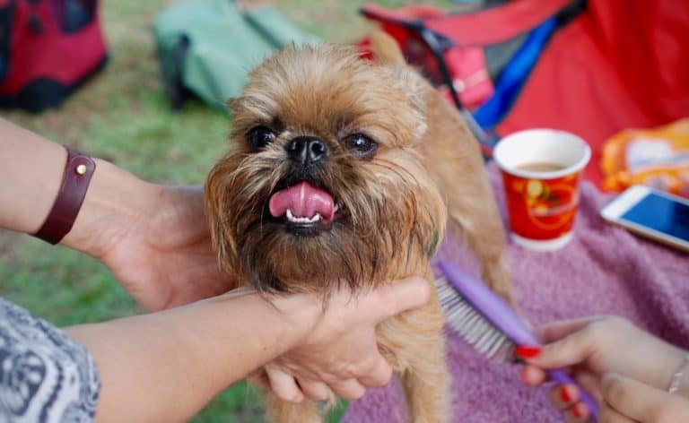 Why Do Dog Owners Eat the Treat First When Showing Their Dogs at a Dog show?