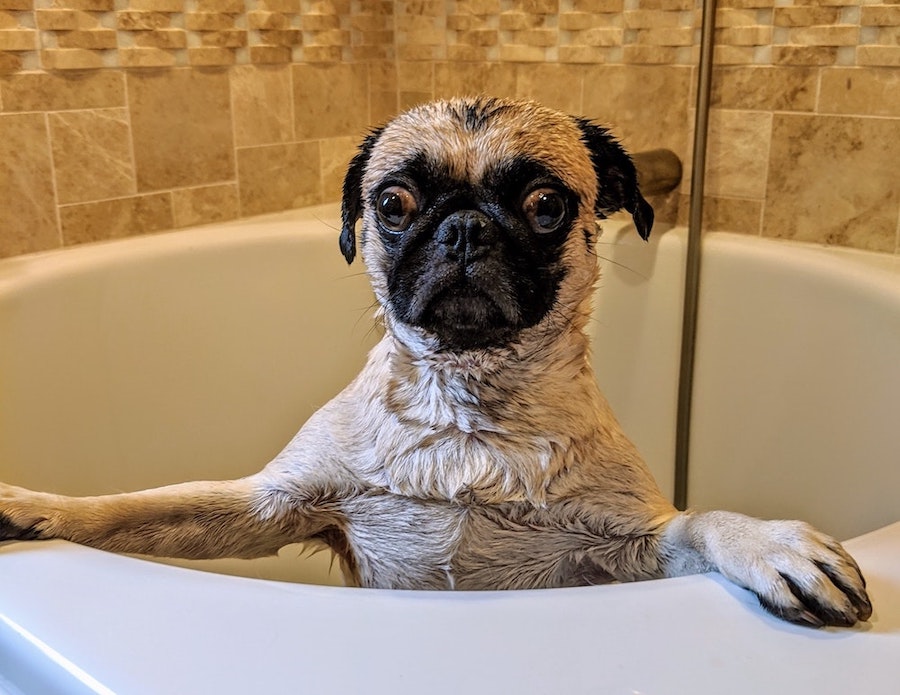 Dog in Bath