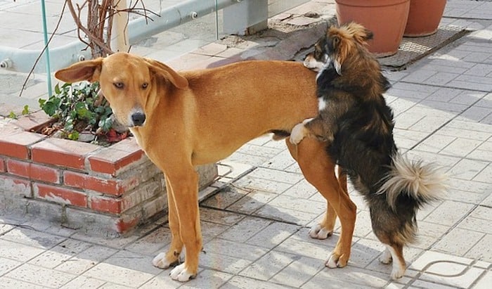 Dogs Stuck Together During Mating