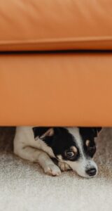 Why Do Dogs Hide Under the Bed