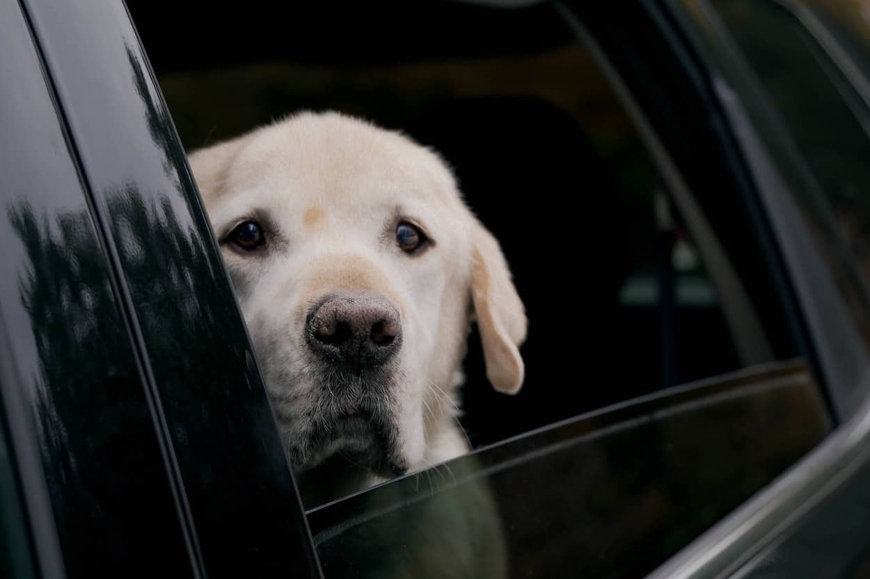 Why Do Dogs Cry in The Car?