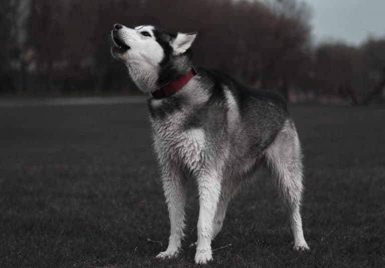 A Loud and Vocal Husky Howling