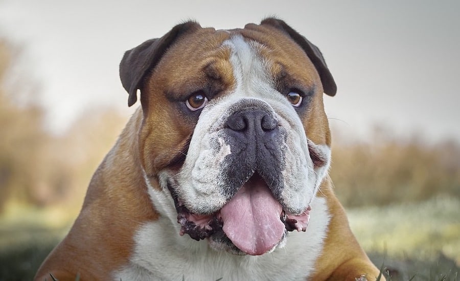 Why Do Dogs Stick Their Tongue Out? | The Factual Doggo