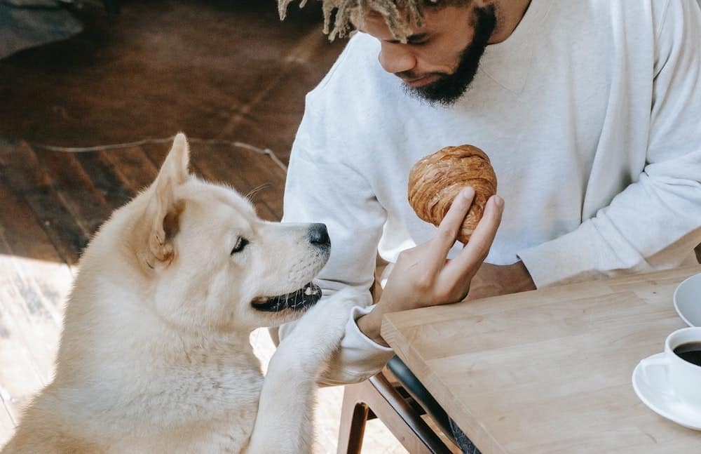 Dog Begging for Human Food