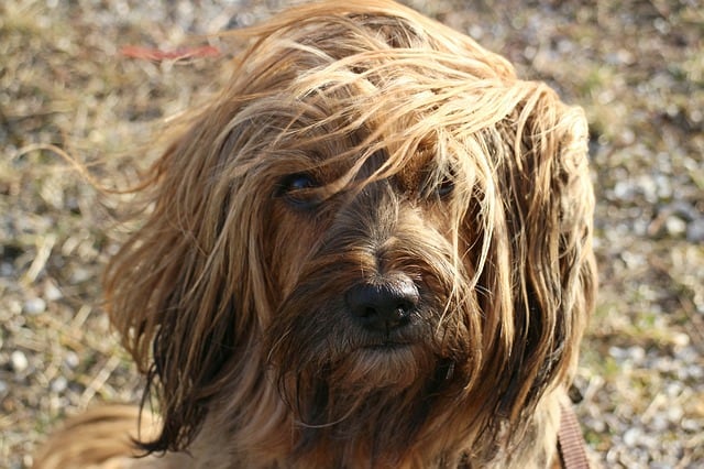 Dog On a Windy Day
