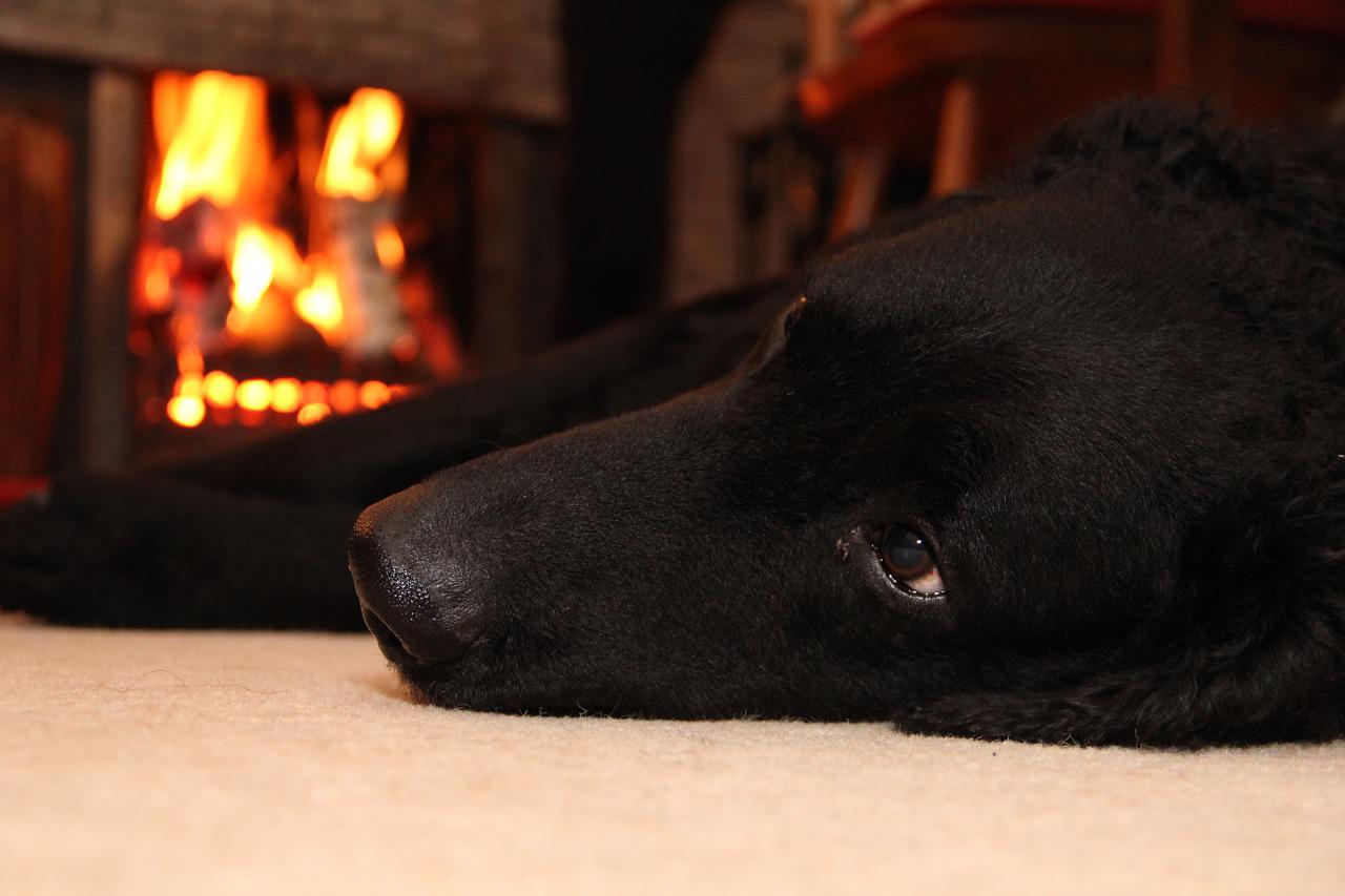 Why do dogs love heat so much?