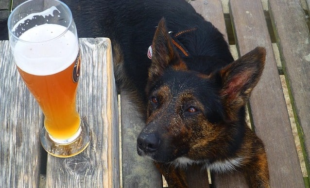 Dogs Likes to Drink Beer