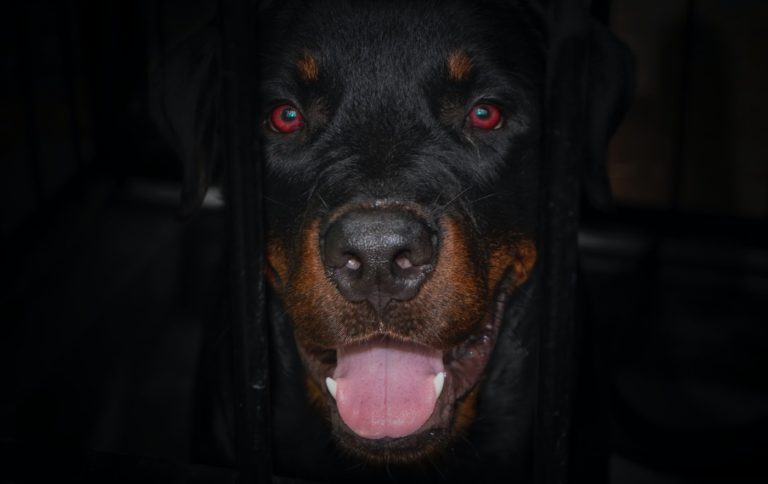 A Dark Photo of a Rottweiler