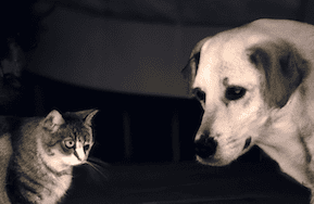 Why Are Dogs Afraid of Cats?