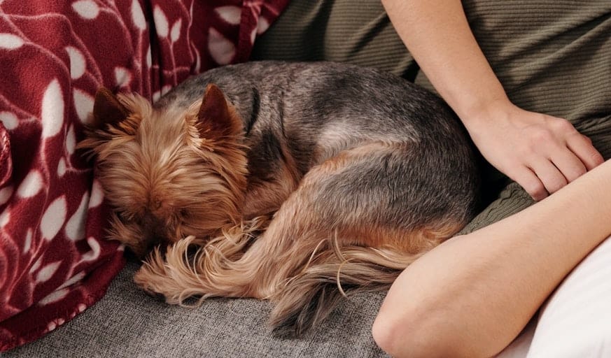 Dog Asleep On Owner