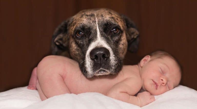 Cute Dog with a Baby