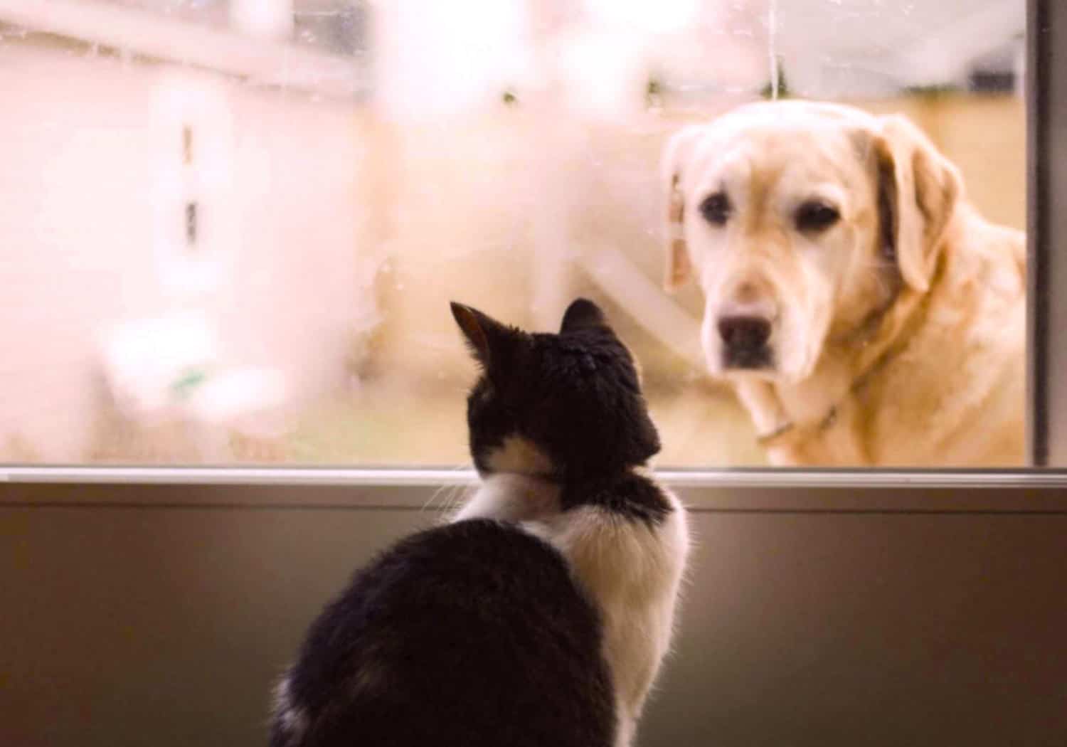 are cats naturally afraid of dogs