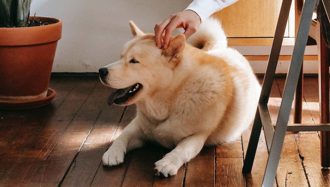 What Do Dogs Think When We Pet Them?