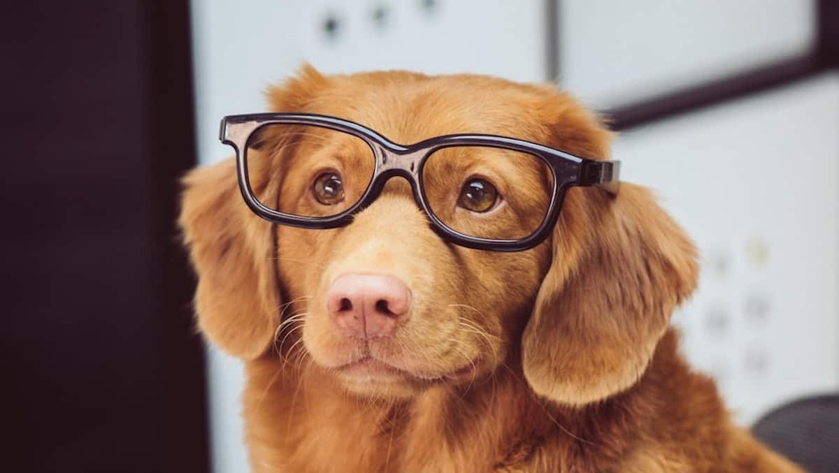 What Language Do Dogs Think In?