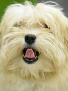 Fluffy Dog with Tongue Sticking Out