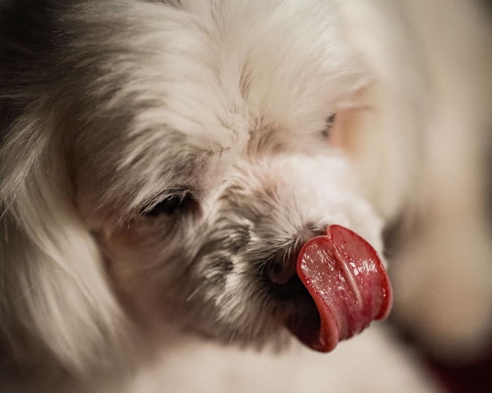 why is dog saliva slimy