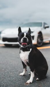 Why Do Dogs Chase Cars?