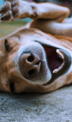 Why Do Dogs When Sneeze Upside Down?