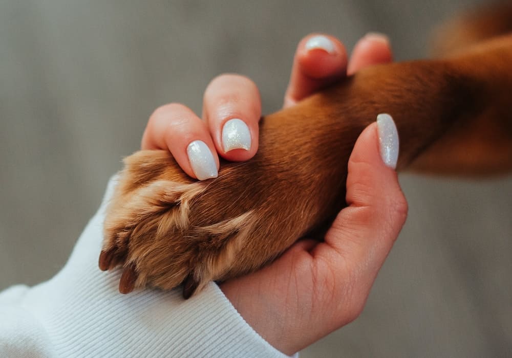 A dog and a person holding hands