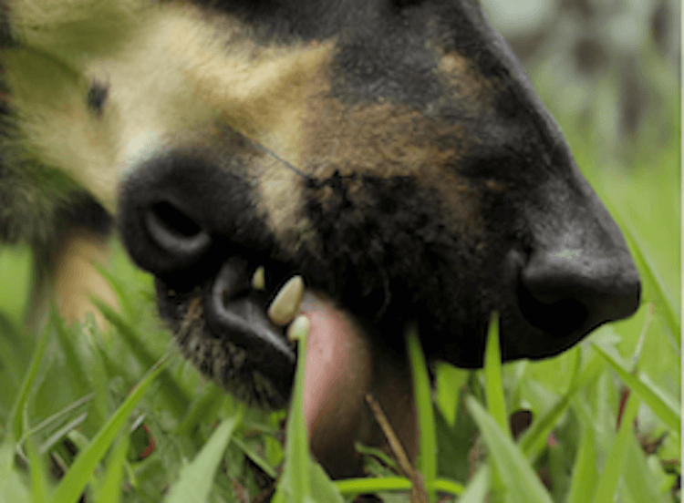 Why Does My Dog Lick Grass?