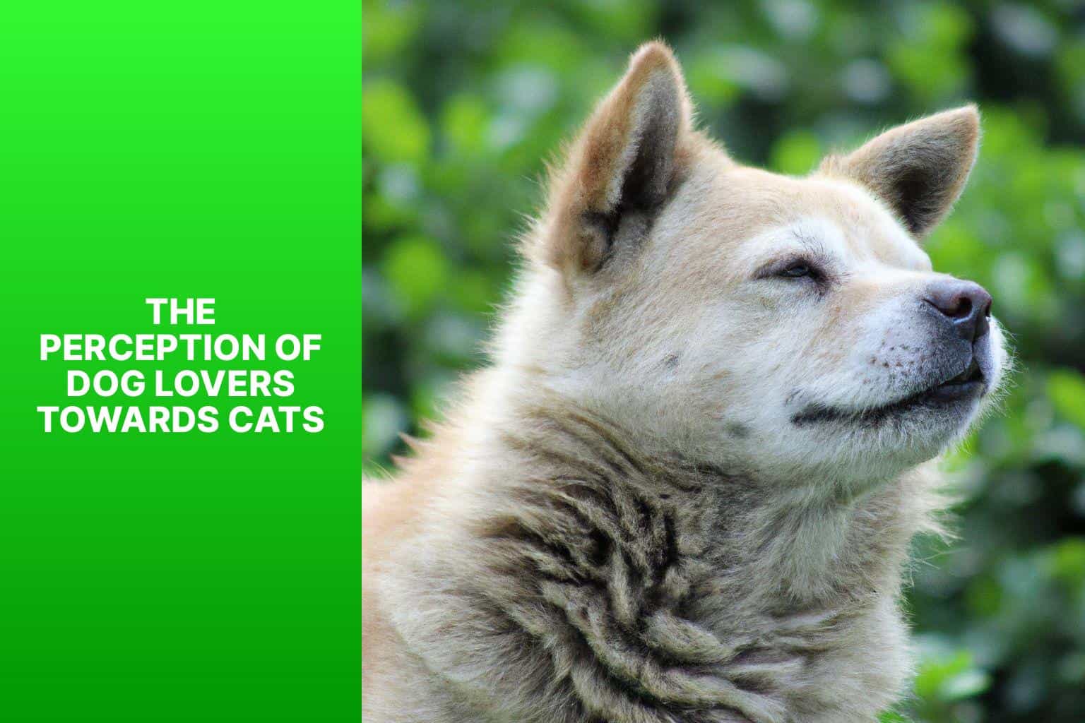 The Perception of Dog Lovers Towards Cats - Why Do Dog Lovers Hate Cats? 