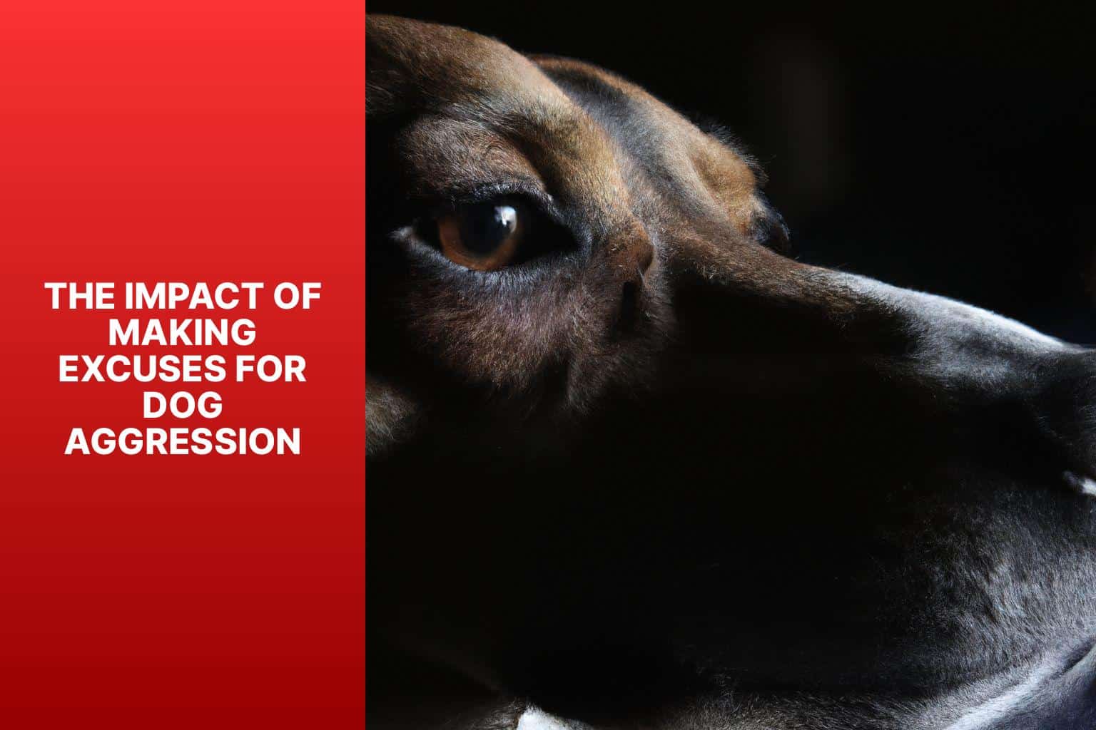The Impact of Making Excuses for Dog Aggression - Why Do Dog Owners Make Excuses For Their Dogs Aggression 