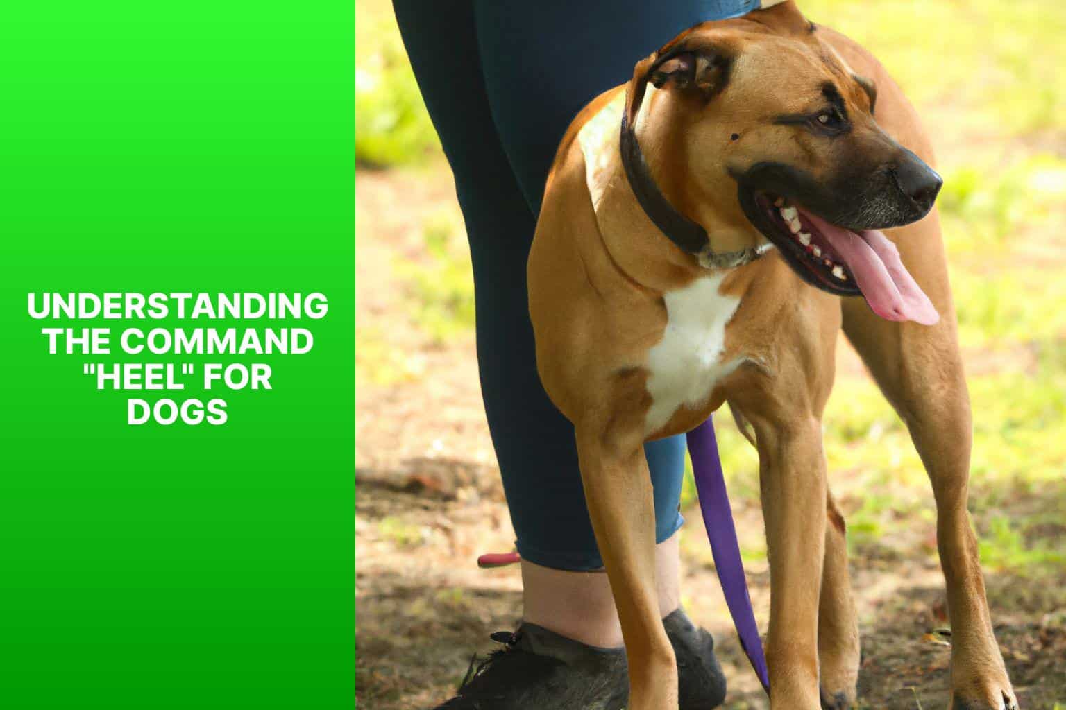 Understanding the Command "Heel" for Dogs - Why Do Dog Owners Say Heel 