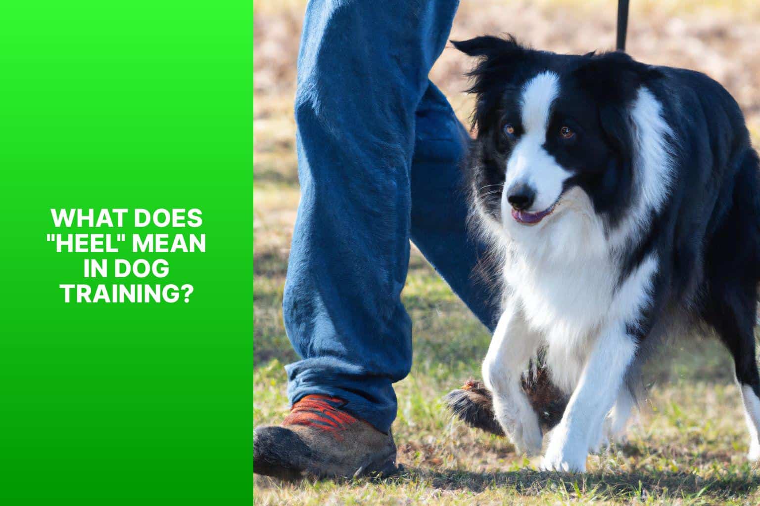 What Does "Heel" Mean in Dog Training? - Why Do Dog Owners Say Heel 