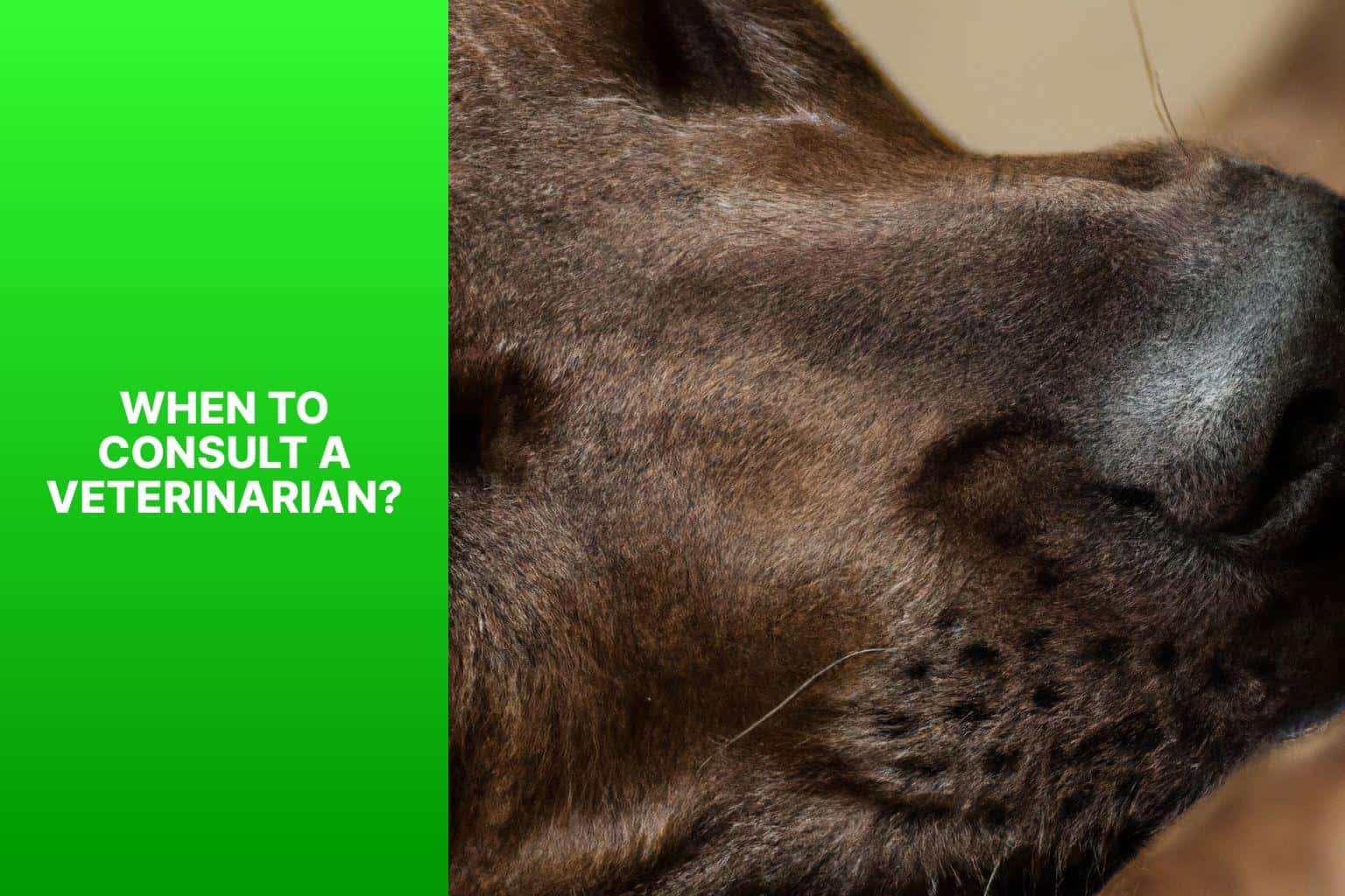 When to Consult a Veterinarian? - Why Dog Dogs Lick Their Privates? 